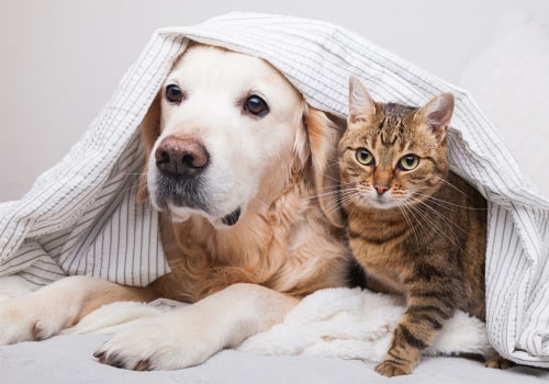 Effective Ways to Get Rid of Dog and Cat Pet Dander in House With Air Filters
